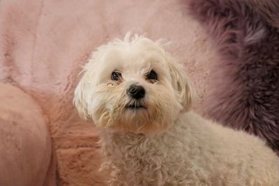 A scruffy looking Maltese/Bichon cross looking at the camera, with a furry background of the couch.