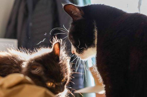 Cover image for New Kitten