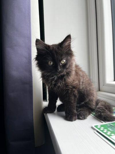 A smoke-coloured long hair domestic kitten sitting on a window sill looking at the camera.
