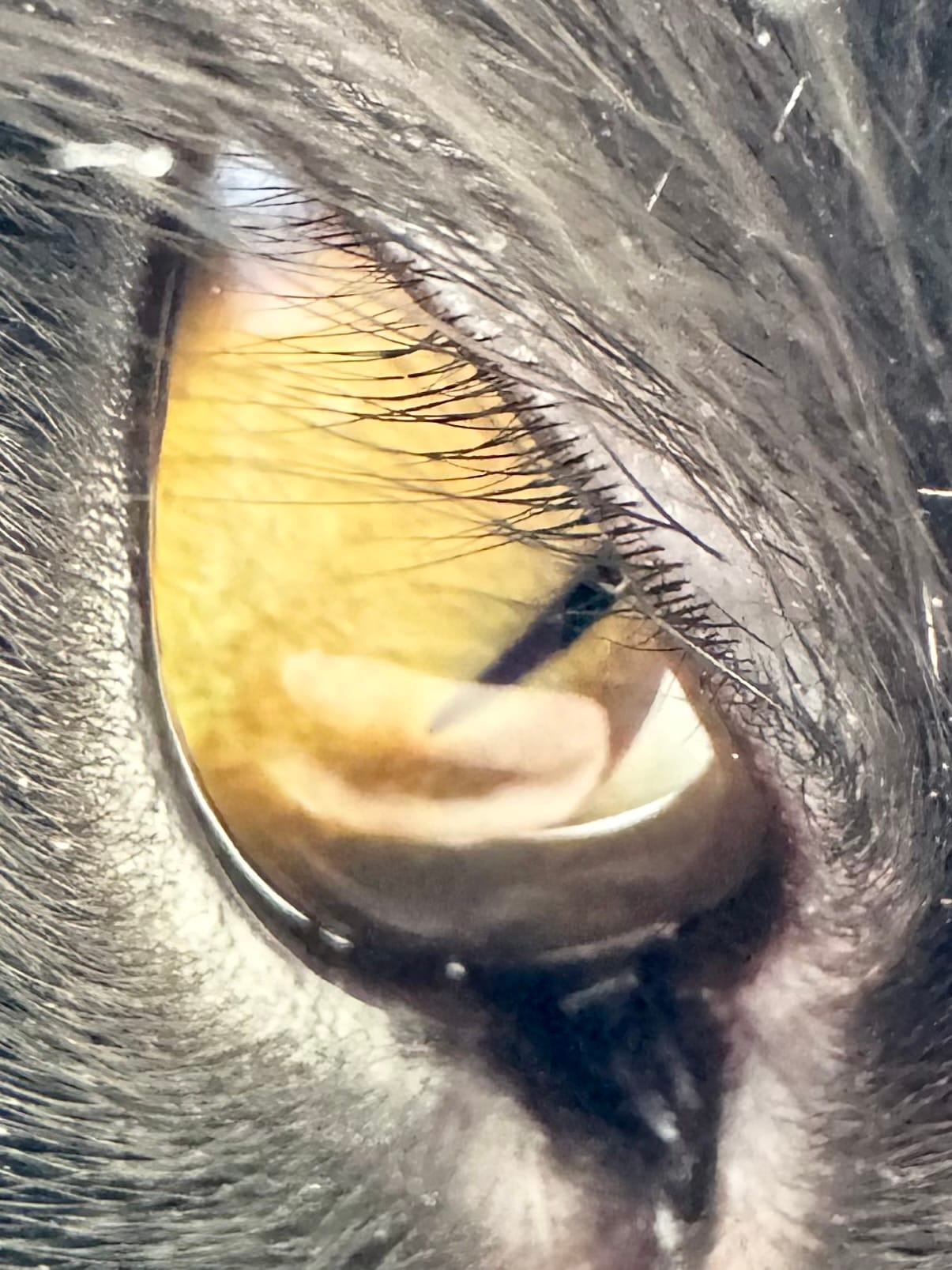 Close up of Lennie's eye.